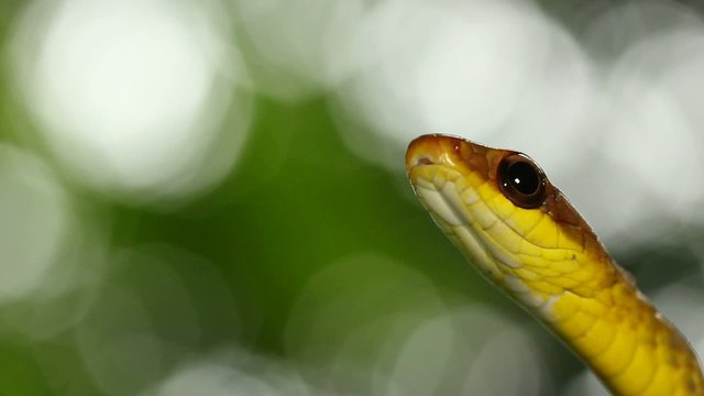Olive whipsnake (Chironius fuscus), Ecuador