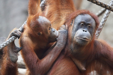 Fototapeta premium Orag Utan Mutter mit Knd