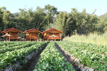 Fototapeta na wymiar Strawberry plant at resort of Northern Thailand.