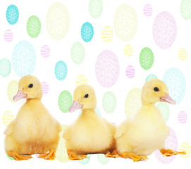 Osterküken mit Eiern