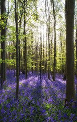 Obraz na płótnie Canvas Beautiful morning in Spring bluebell forest with sun beams throu