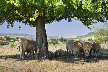 Fototapeta na wymiar Bulgarian sheep sheltering in the shade