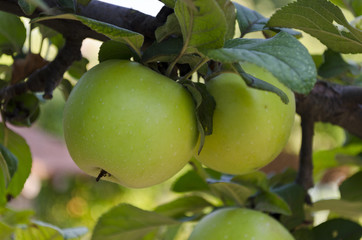 Growing bio fruits in the eastern Bulgaria