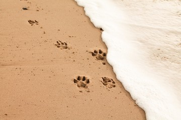 Paw prints in the sand - Powered by Adobe