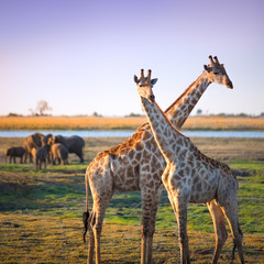 Crossed giraffes on African Savannah