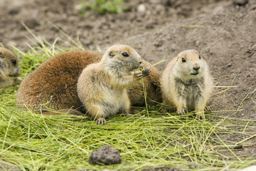 Moeder prairiehond met 2 jong.