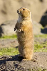 Fototapeten Prairiehond houdt de omgeving in de gaten. © photoPepp
