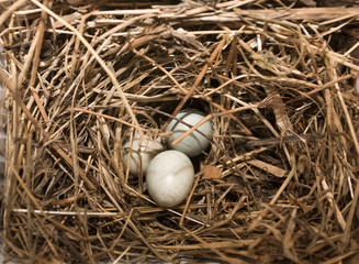 Bird's nest with eggs