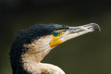 Portret aalscholver. © photoPepp