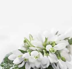 Obraz na płótnie Canvas snowdrop flower