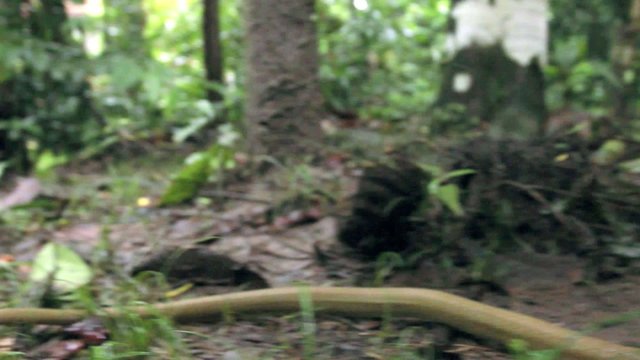Olive whipsnake (Chironius fuscus) strikes at camera