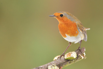 Fototapeta premium Erithacus rubecula, European Robin