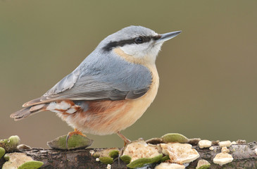 Nuthatch (Sitta europaea)