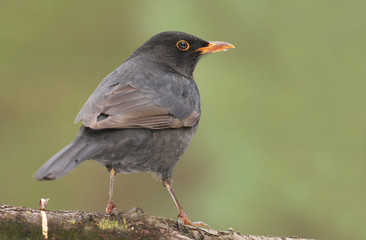 Blackbird, Turdus merula, single male on branch