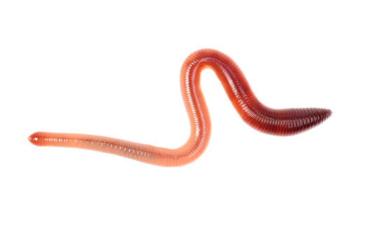 animal earth worm isolated on white background