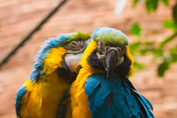 pareja de Guacamayo Azul y Amarillo (Ara Ararauna)