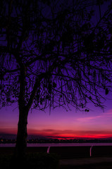 Fototapeta premium Silhouette of tree at sunrise