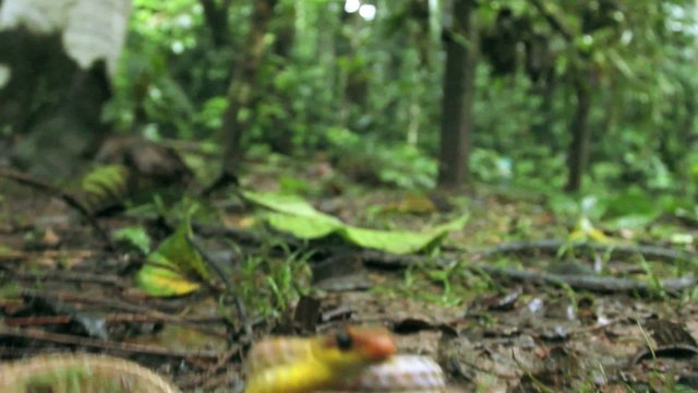 Olive whipsnake (Chironius fuscus) strikes at camera