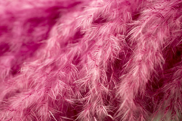 Purple feather abstract background. Studio macro shoot.