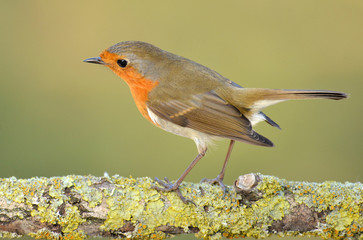 Erithacus rubecula, European Robin