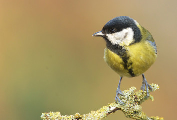 Great tit (Parus major)
