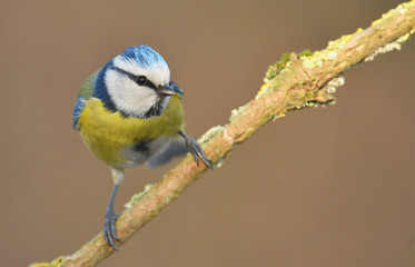 Blue tit on a branch