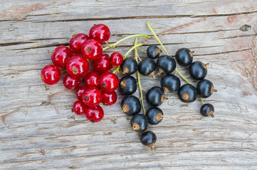 Red and black currant