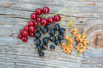 Red, black and yellow currant