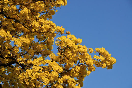 Yellow Lapacho trees