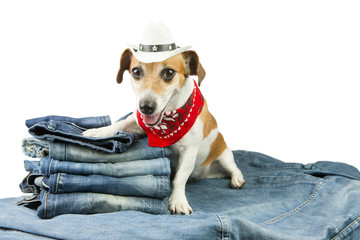 Denim collection for pet