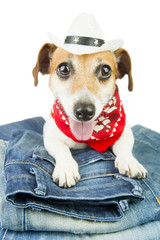Adorable fashionable dog in the set of jeans things