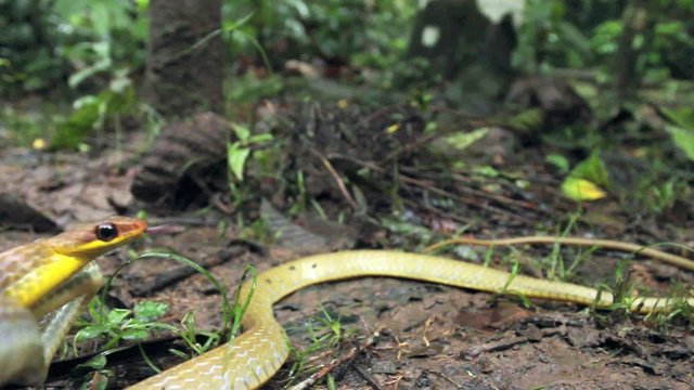 Olive whipsnake (Chironius fuscus) strikes at camera