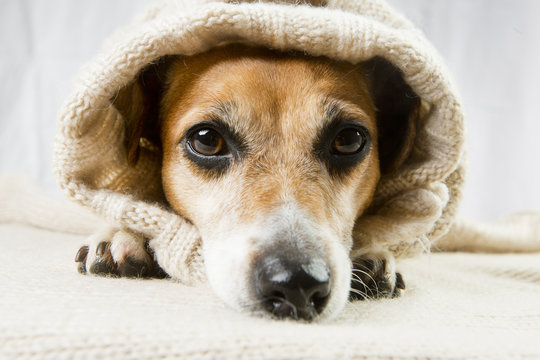 sad dog