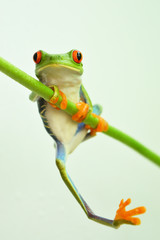 Naklejka premium Red eyed tree frog