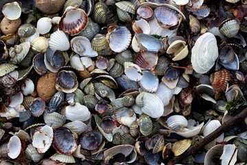 Nature seashells background