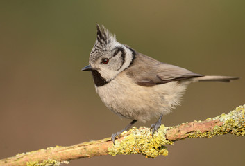 Fototapeta premium Crested tit (Lophophanes cristatus)