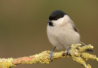 Willow Tit- Poecile montanus