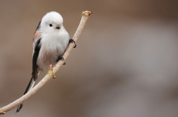 Long Tailed Tit - Aegithalos caudatus