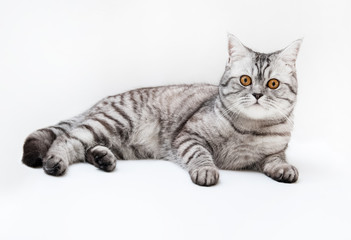 Fototapeta na wymiar Silver scottish cat