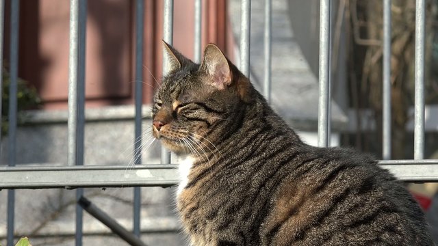 Graue Katze