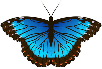 Beautiful Morpho Butterfly