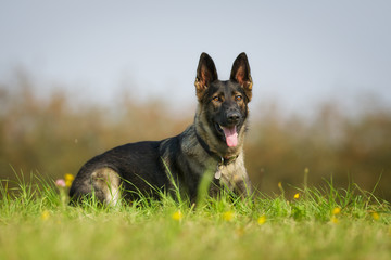 German Shepherd Dog