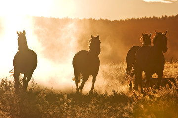 A herd of horses at dawn