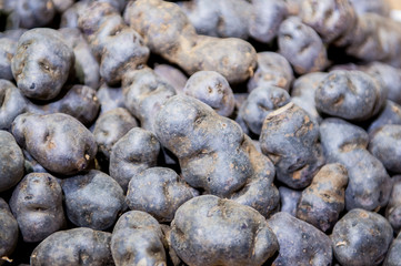 Heap of purple potatoes close up