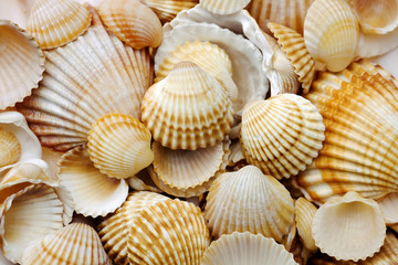 sea shells and sand