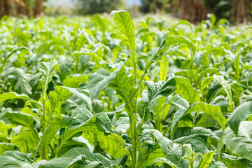 tobacco plant on countryside of thailand