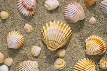 sea shells and sand