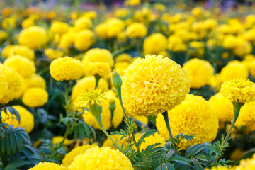 marigold flower in garden