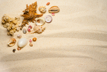 Shells on a wavy sand