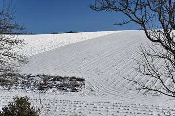 champ de lavande sous la neige soufflée par le vent (Mistral)